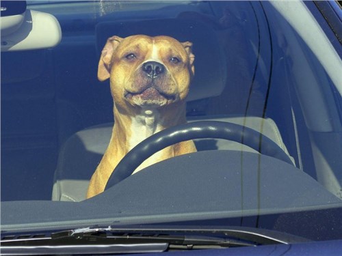 Называют ли собак в честь автомобилей?