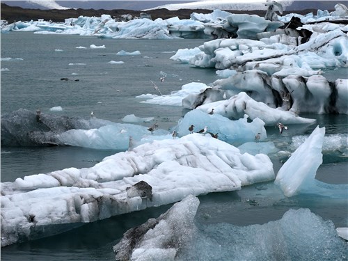 Ледники местами спускаются прямо к океану, привлекая стаи птиц и морских котиков