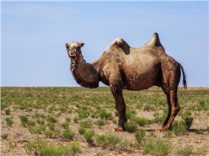 Это для москвичей верблюды – экзотика, а здесь «корабли пустыни» никого не удивляют