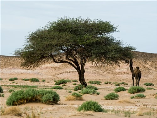 Верблюды в пустыне не редкость, в отличие от деревьев, которые встречаются лишь в местах с твердым грунтом
