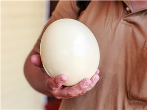 Даже увидев размер страусиного яйца, не ожидаешь, что оно настолько тяжелое