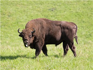 Зубров на Алтай завезли, чтобы сохранить популяцию этих самых крупных диких быков