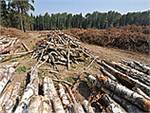 Скоростную трассу от Москвы до Питера построят через 8 лет