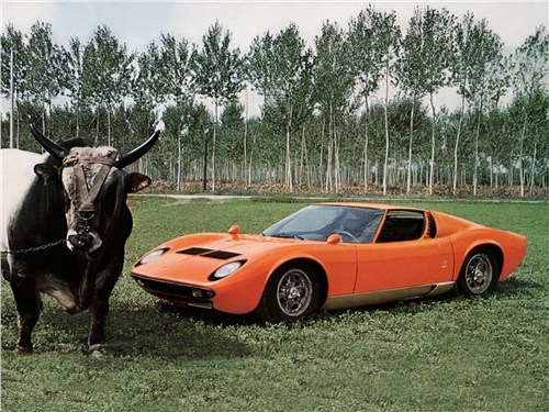 Бык породы Миура — «крестный отец» легендарной модели Lamborghini