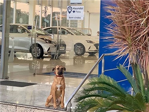 Бродячую собаку взяли на работу автосалон Hyundai