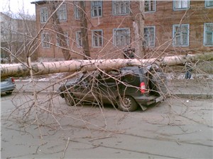 В Питере деревья падают на машины
