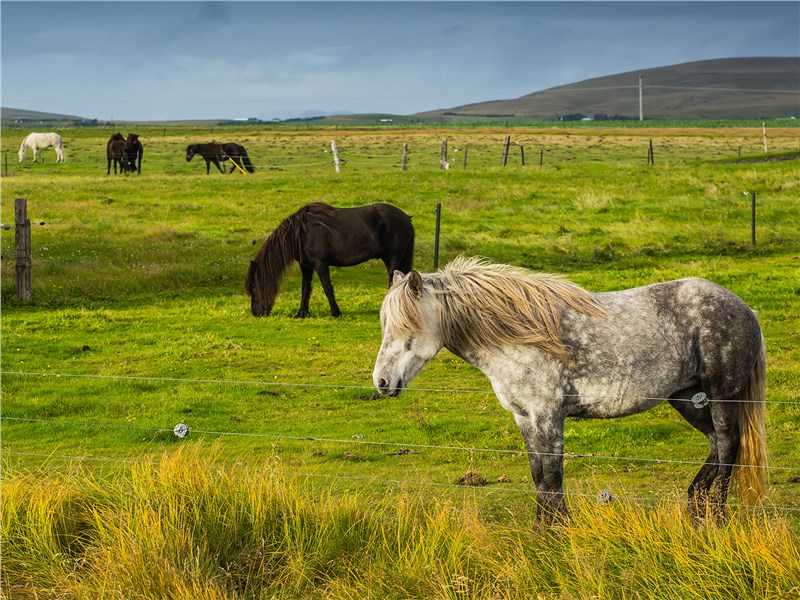 Исландская порода лошадей отличается небольшим ростом, коренастым сложением и косматой челкой