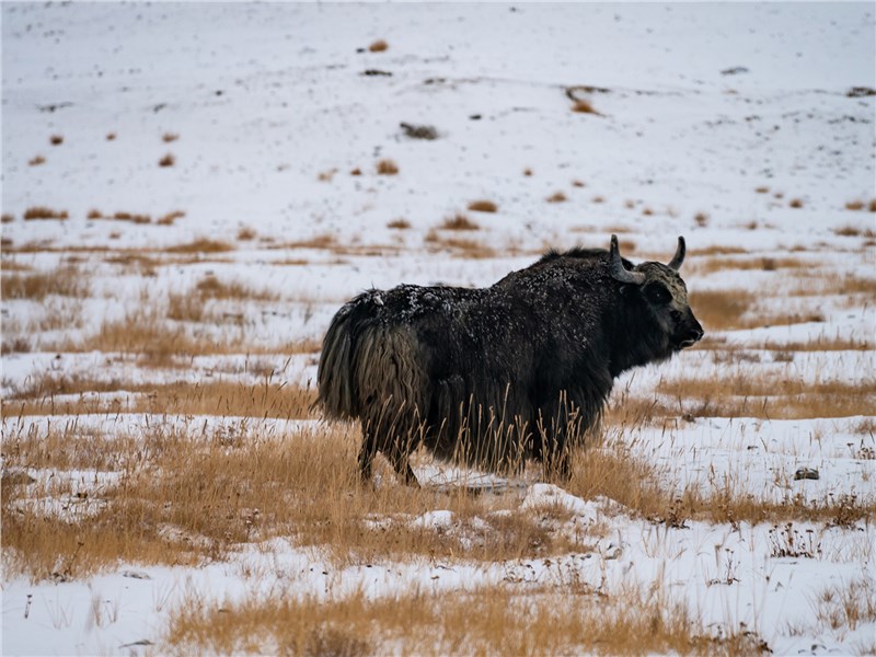 Як, или тибетский бык, на высокогорье используется в качестве вьючного животного, а также источника мяса и молока