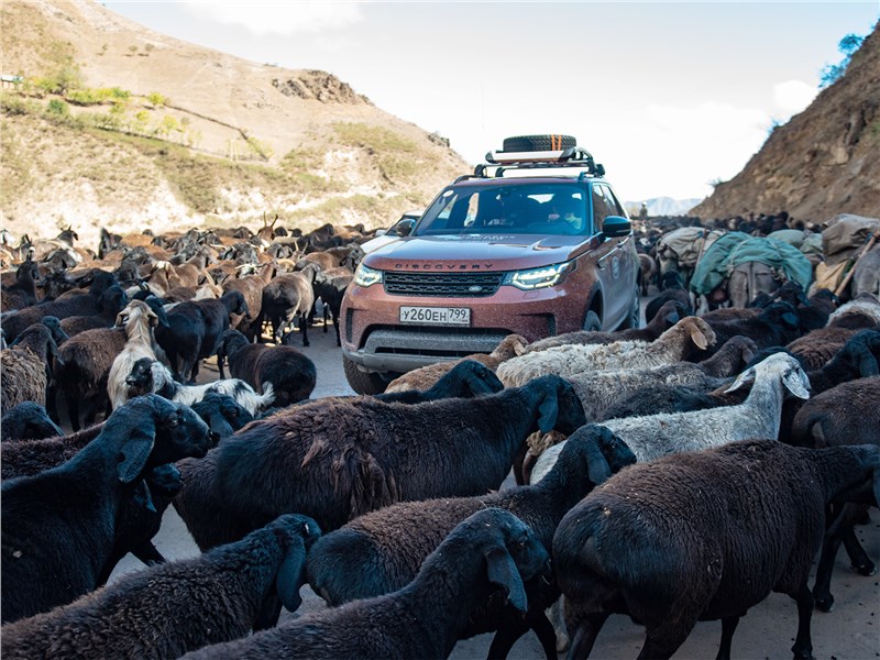 Стада овец осенью гонят с гор в долину по дорогам общего пользования